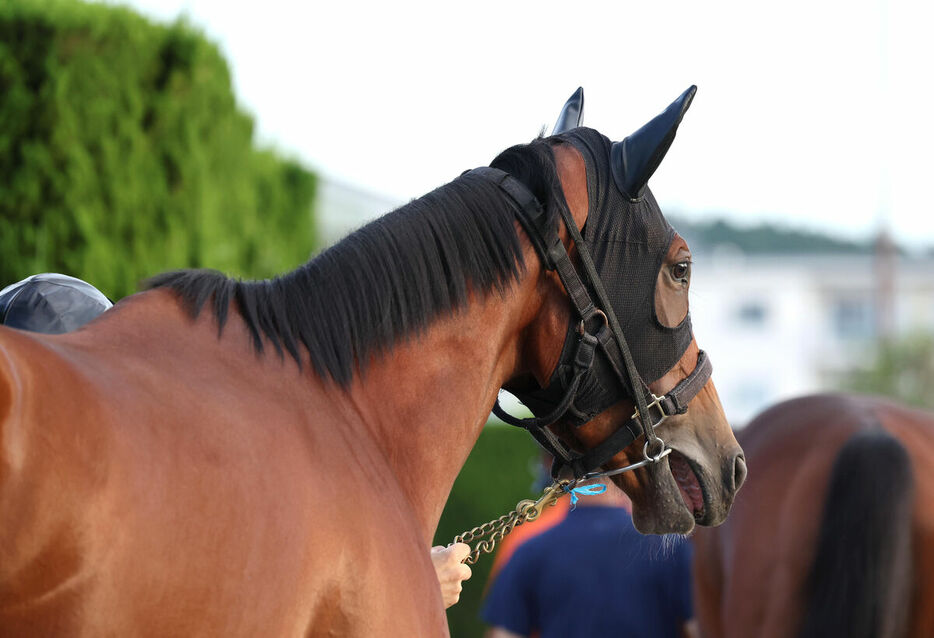 馬トク激走馬に算出されたミアネーロ