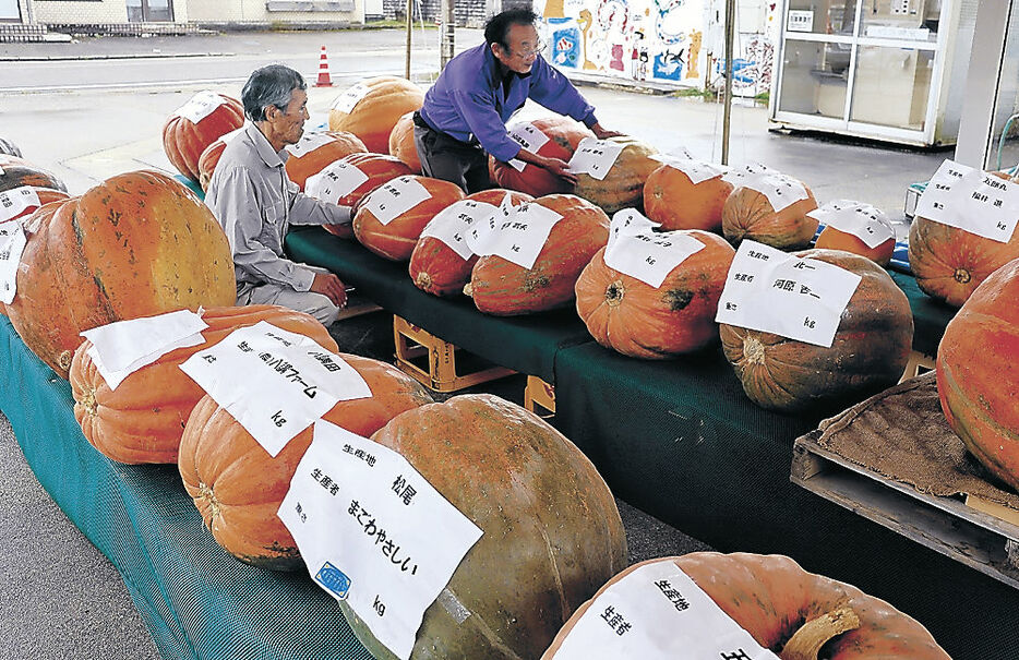 出品されたジャンボカボチャ＝小矢部市の村の駅きたかんだの郷