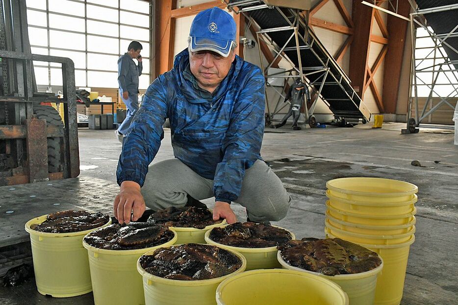 水揚げされたナマコを確認する蓬田村漁協の福井明彦組合長＝8日、蓬田村