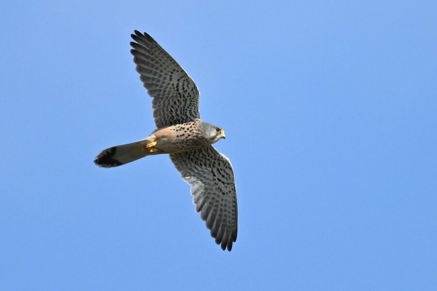 秋の青空を悠然と舞うチョウゲンボウ。人里の生態系の頂点に君臨しています（撮影：相田 俊）