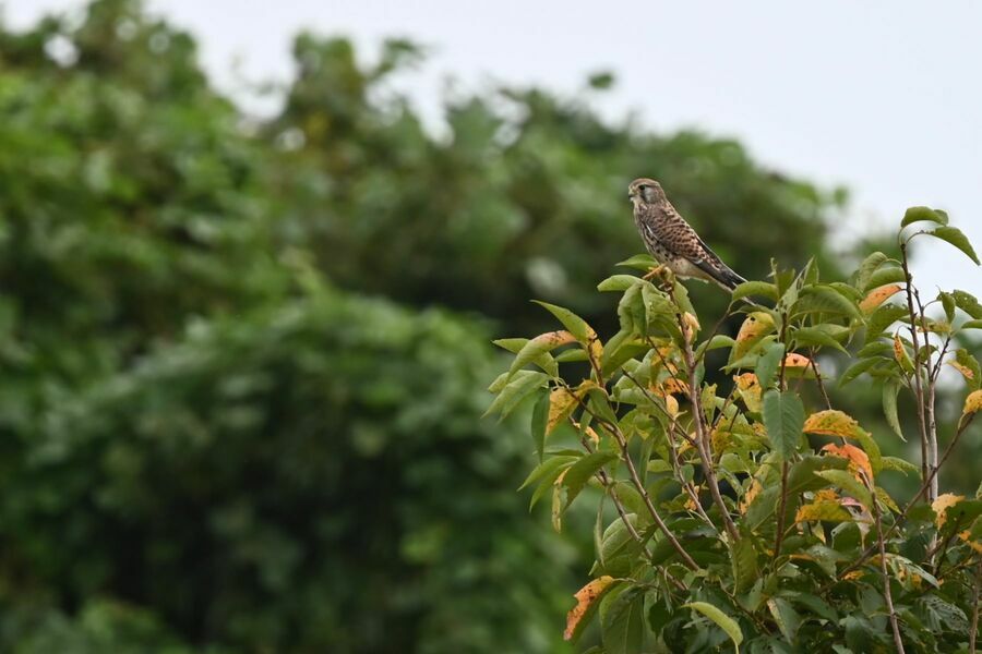 色づき始めた木の上で、餌を探すチョウゲンボウ