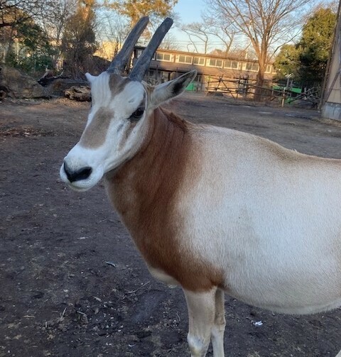 繊細な性格のシロオリックス＝羽村市動物公園