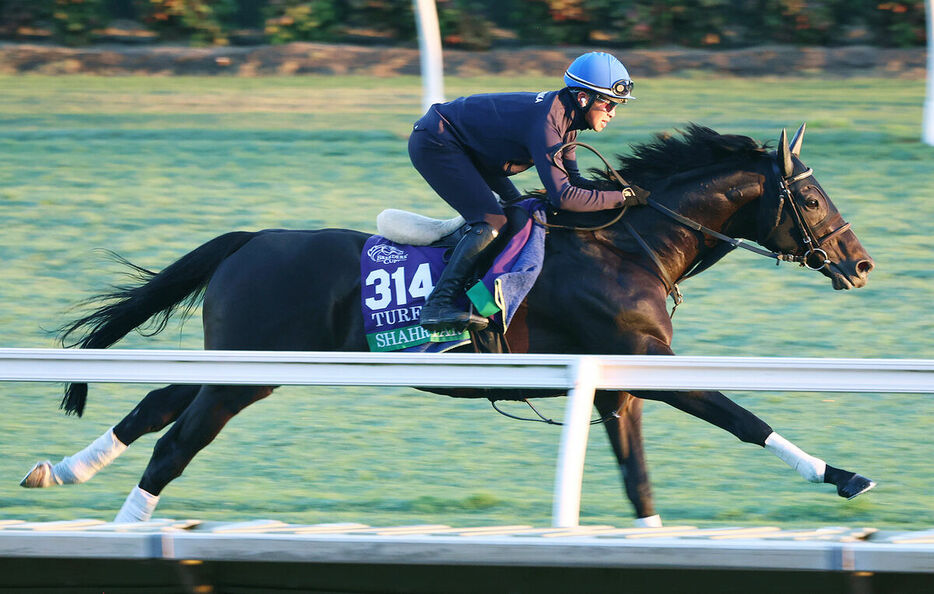 西塚洸二騎手が騎乗し、芝コースでラストを伸ばしたシャフリヤール（カメラ・高橋　由二）