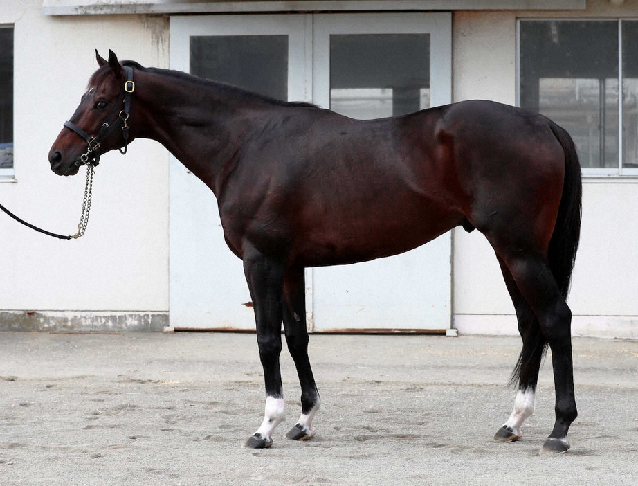 ＜天皇賞・秋　馬体診断＞ノースブリッジ