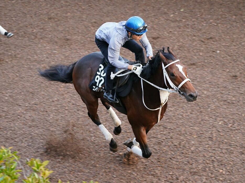 エイシンワンド＝栗東トレセン（撮影・岩川晋也）