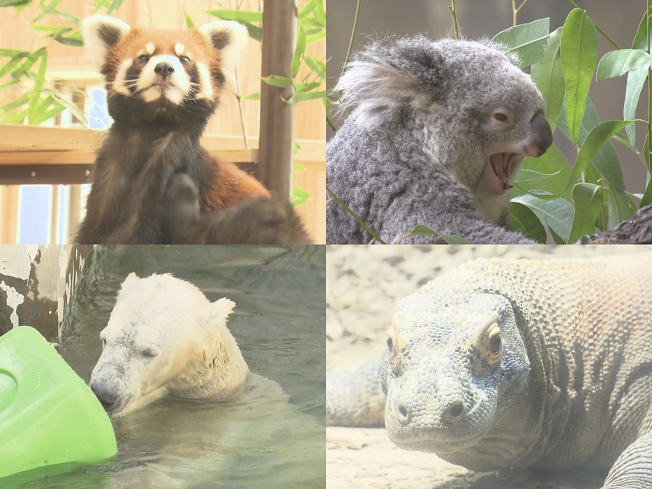 1位はどの動物に…人気動物ベストテン始まる 名古屋市千種区の東山動植物園