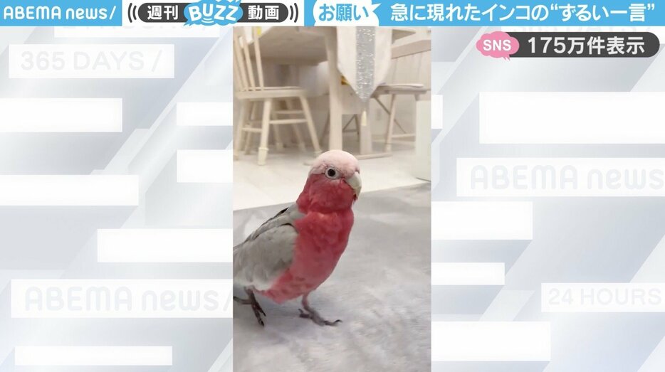 モモイロインコの「みりん」ちゃん