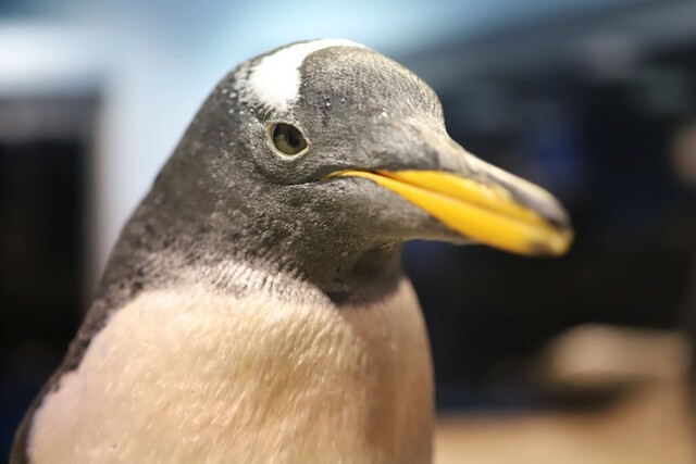 提供：市立しものせき水族館「海響館」