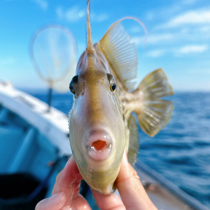 おちょぼ口がかわいらしい。