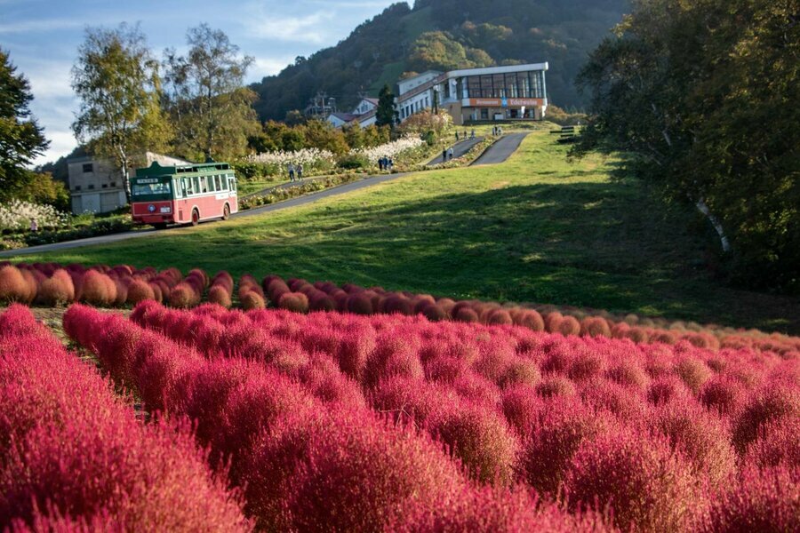 その形も個性的なコキアは見頃を迎え紅く染まる