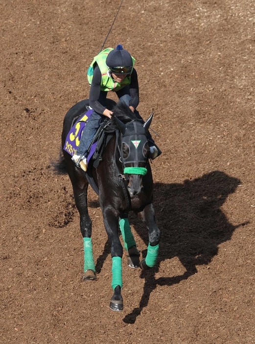 坂路を駆け上がるジャスティンパレス（撮影・亀井直樹）