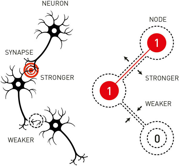 脳の神経細胞はシナプスを介してネットワークをつくり、学習によってその結合の強さが変わる（左）。人工のニューラルネットはその仕組みをまね、「1」「0」の信号を受けてノードの強さが変わる（ノーベル財団提供）