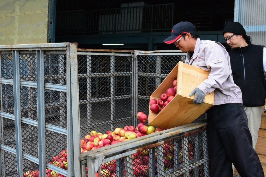 ワイン用原料に出荷される紅玉＝15日、三戸町