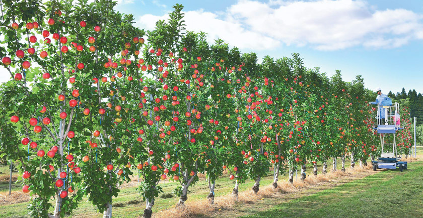 高密植で壁状に仕立てた「紅つるぎ」。横枝がないため機械での摘花や収穫など省力栽培に向く（盛岡市で）