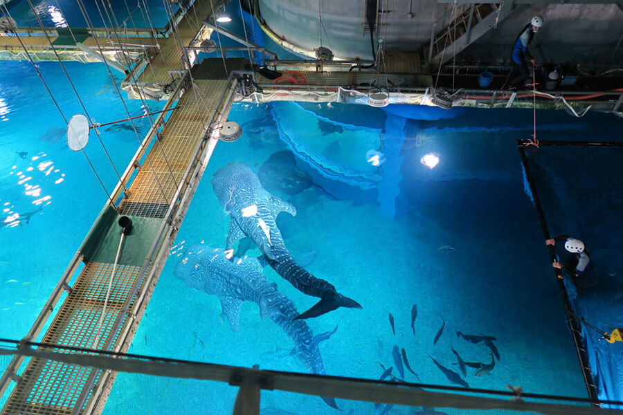 海遊館のジンベエザメ「海（搬出前）」と「遊」（10月2日・太平洋水槽）