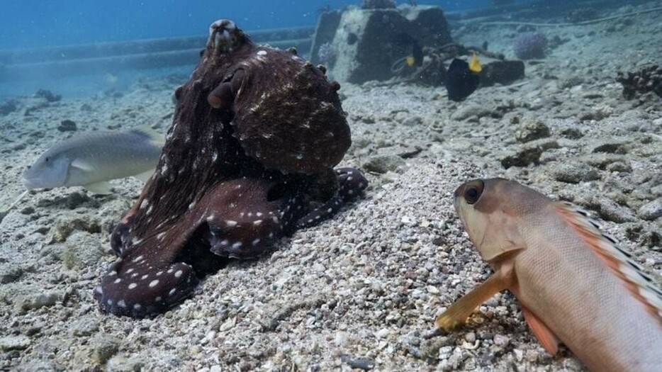 海でのエサ探しを仕切るタコ。パワハラ上司っぽくパンチしてくる