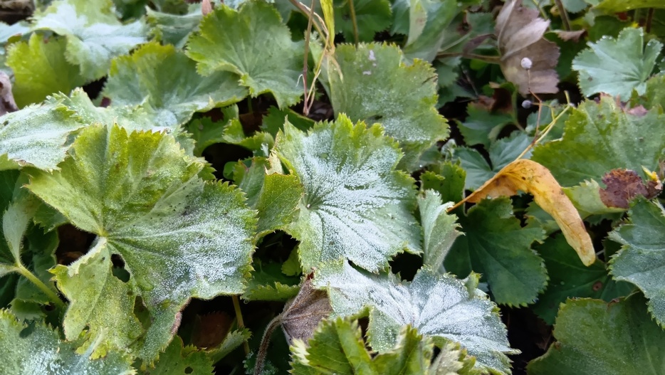 10月21日　札幌で観測された初霜