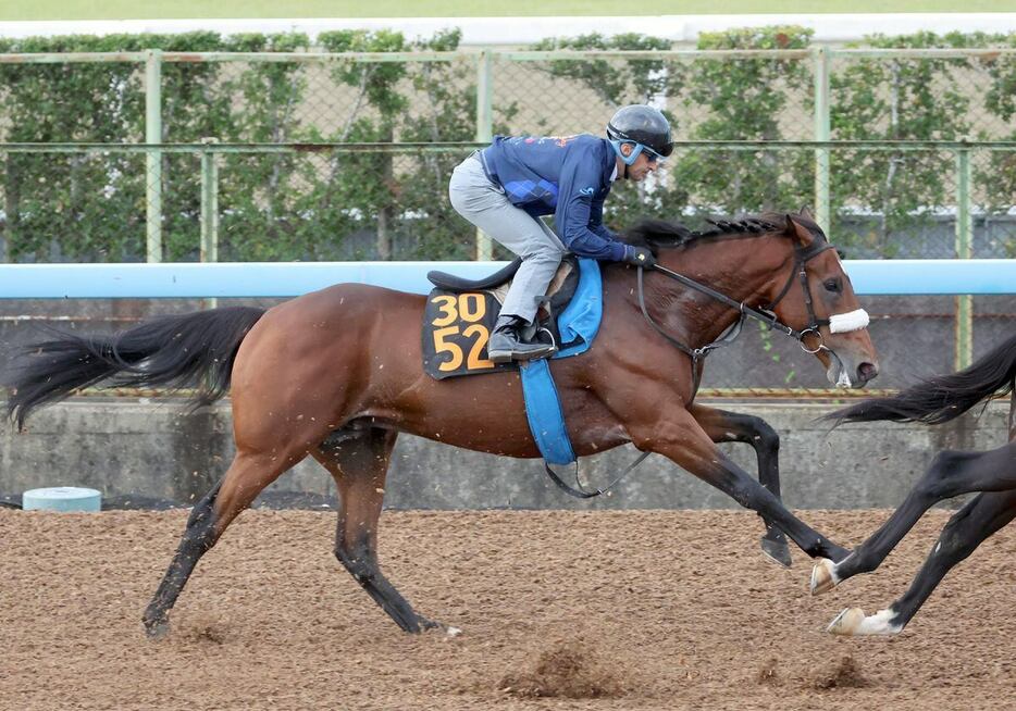 ルメール騎手を背に追い切られたアロンズロッド＝美浦トレセン（撮影・塩浦孝明）