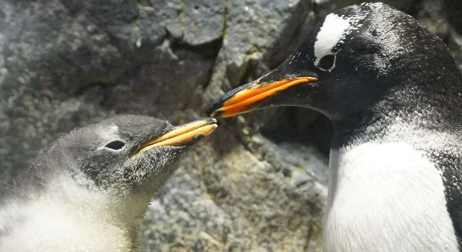 8月に生まれたジェンツーペンギンの赤ちゃん＝大阪市港区の海遊館