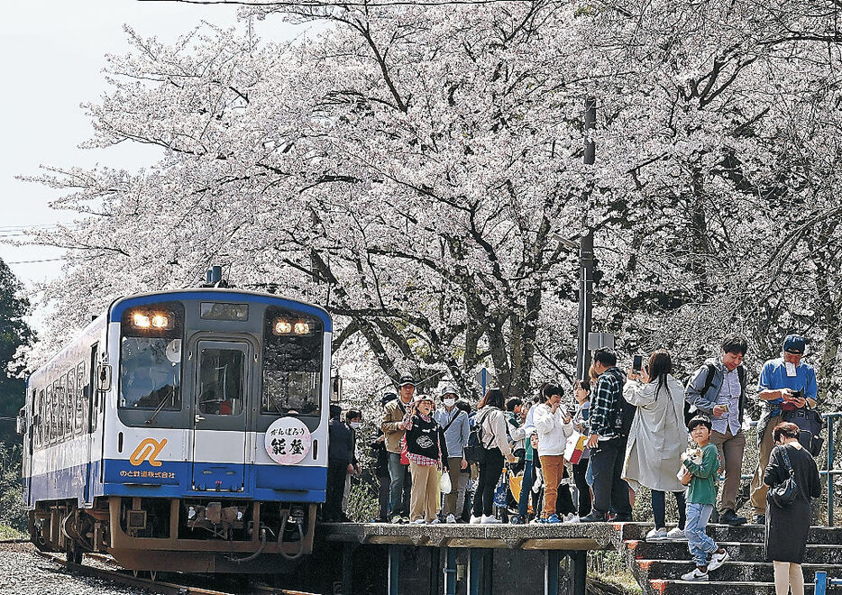 桜が満開となったのと鉄道能登鹿島駅＝４月１３日、穴水町曽福