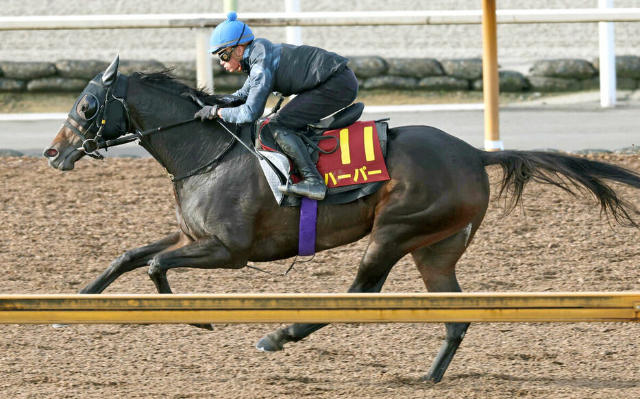 ブリンカーを着けて追い切ったハーパー（カメラ・豊田　秀一）