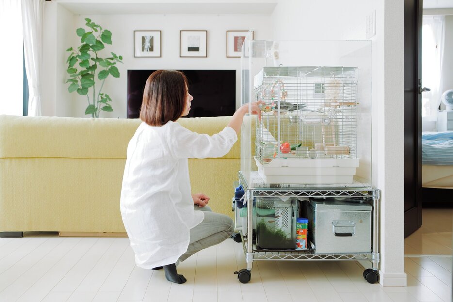 オカメインコを飼っているまめ嫁さん