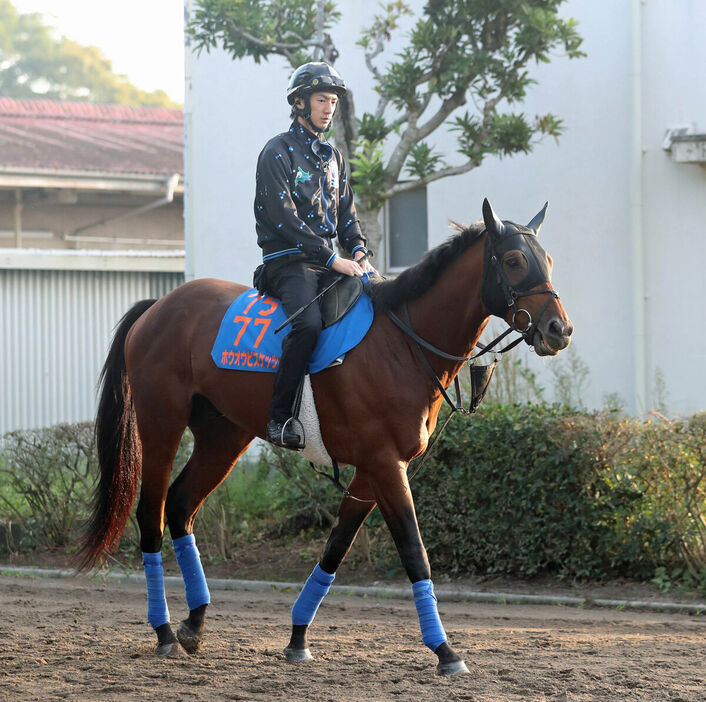 馬トク激走馬に算出されたホウオウビスケッツ（カメラ・荒牧　徹）