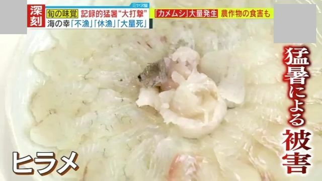 猛暑が海に与える深刻な被害