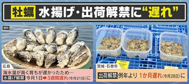 海水温が高く『牡蠣』のサイズにも影響が