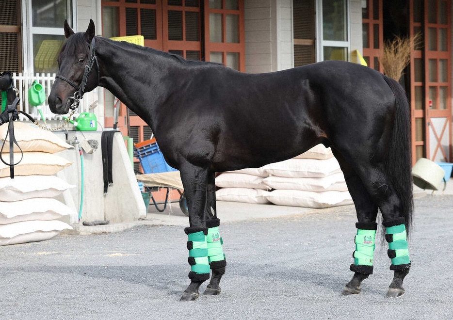 ＜天皇賞・秋　馬体診断＞ジャスティンパレス