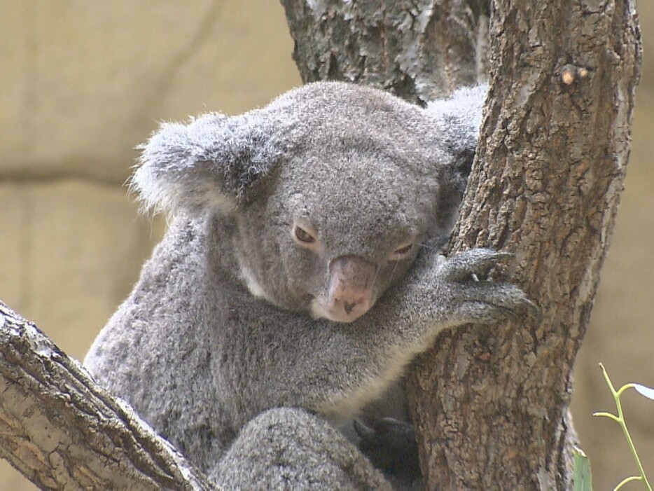 東山動植物園のコアラ