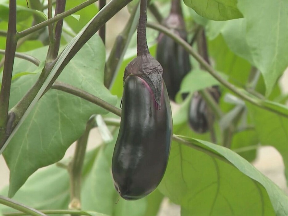 食べごろに育った「とげなし美茄子」 愛知県碧南市