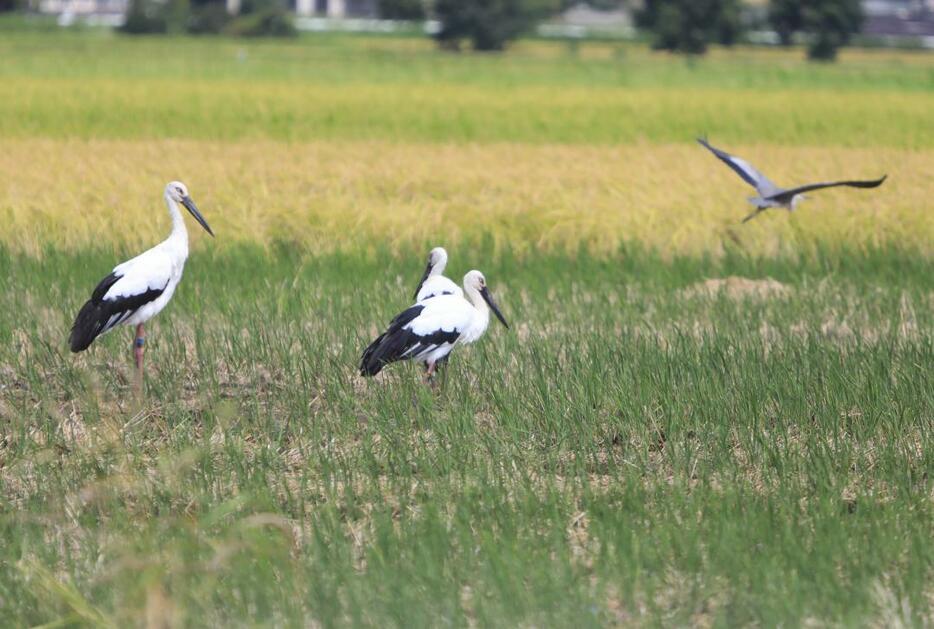 田んぼに飛来したコウノトリ=9月、水戸市常澄地区(萩谷茂さん提供)