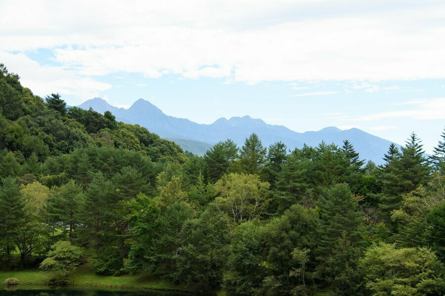 池の対岸には森の向こう八ヶ岳の山並みが見ることができる