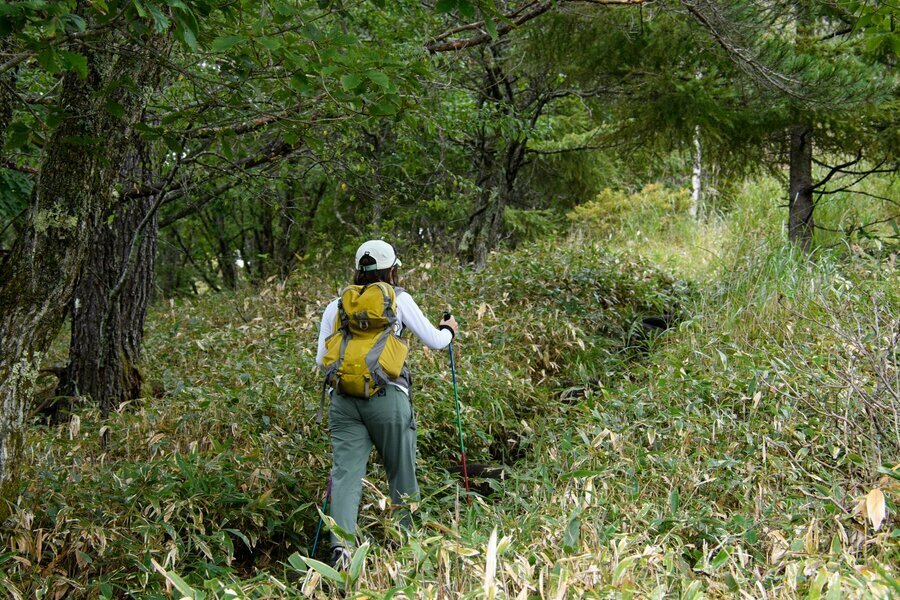 登山口からしばらくは笹が群生する坂道が続いている。