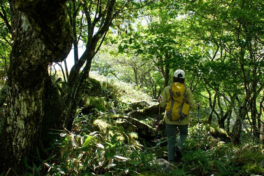 木々で日差しがさえぎられ苔むした石が転がる場所は独特の雰囲気