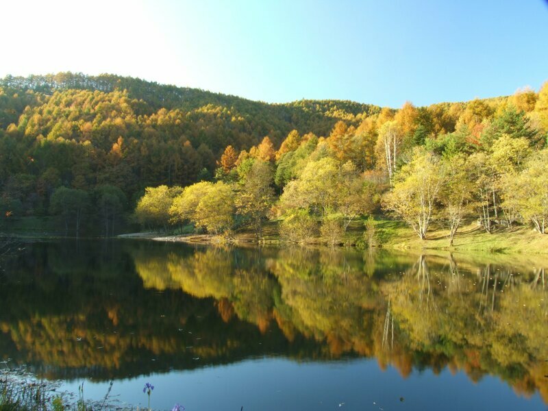 秋になると、池の周囲の木々が赤や黄色に染まって鮮やかに