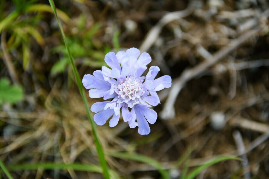 薄紫の花を咲かせるマツムシソウ。秋の高原の花の代表格だ