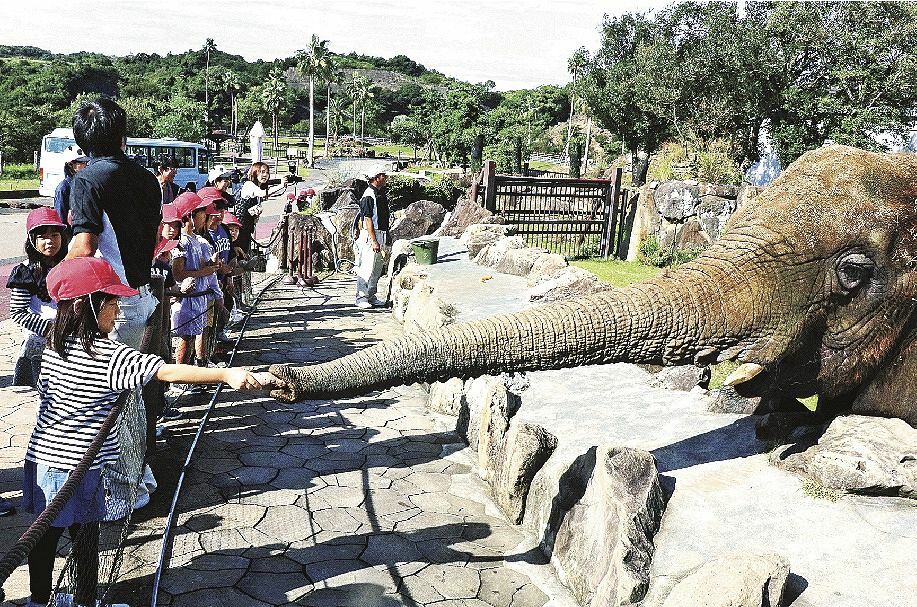 アフリカゾウにサツマイモを与える児童（２２日、和歌山県白浜町で）