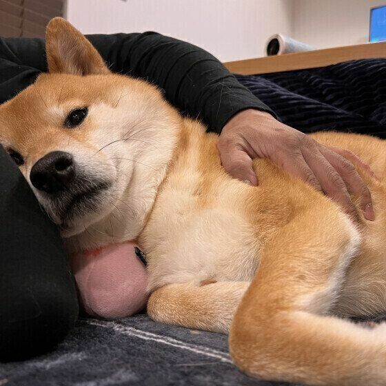 飼い主さんにくっつく柴犬