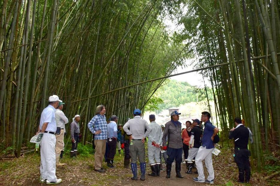 竹林整備に当たり、専門家から説明を受ける参加者=常陸大宮市辰ノ口