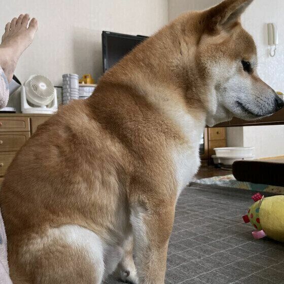 背中を向けてくる柴犬