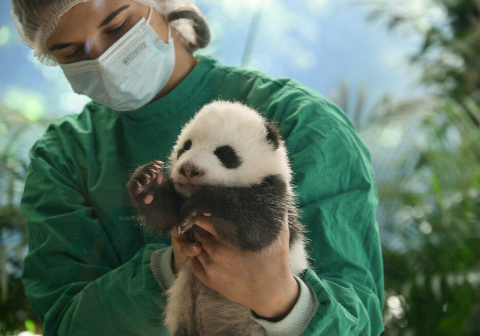 動物園の飼育員に抱っこされているのは、１５日にベルリンで報道陣にお披露目されたパンダの赤ちゃん。８月２２日に生まれた双子の一頭で、まだ名前は決まっていない。