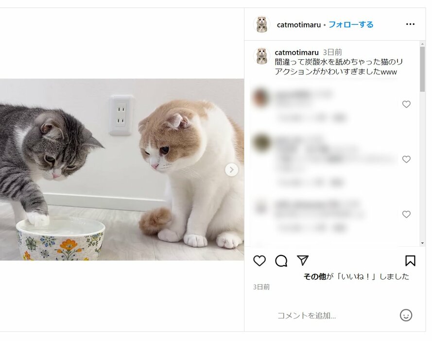 もちまる日記の公式Instagramより