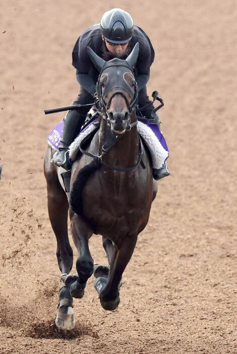 コスモキュランダ＝美浦トレセン（撮影・塩浦孝明）