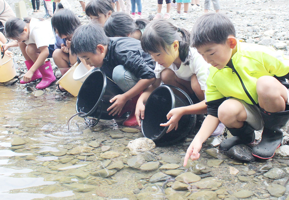 ニホンウナギを放流し興味深そうに観察する子供たち ＝大台町滝谷の宮川で