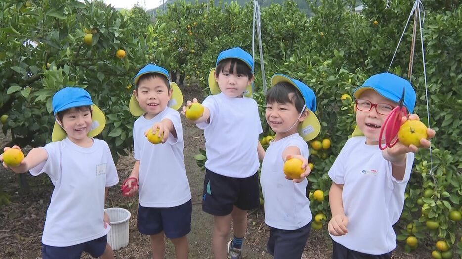 みかん狩りを楽しむ園児たち 三重県紀北町のかきうち園芸