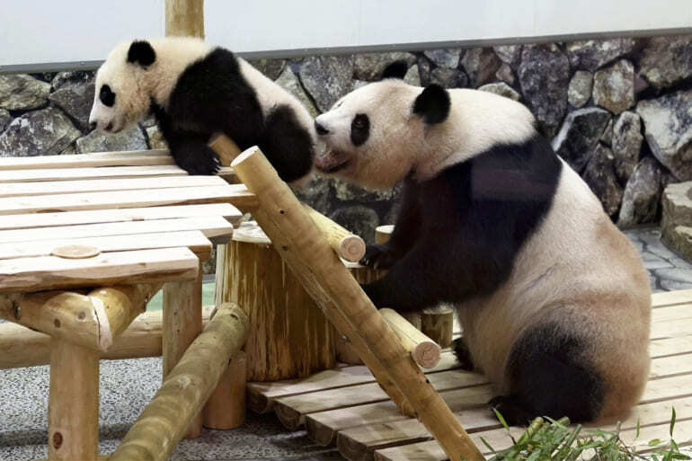 お母さんが心配そうでも楓浜はおかまいなし（写真：前田尚紀 撮影）