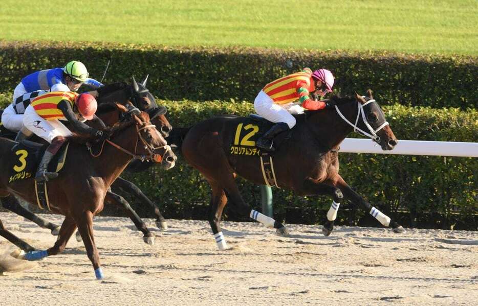 ブラジルカップを制したグロリアムンディ＝東京競馬場（撮影・奈良武）