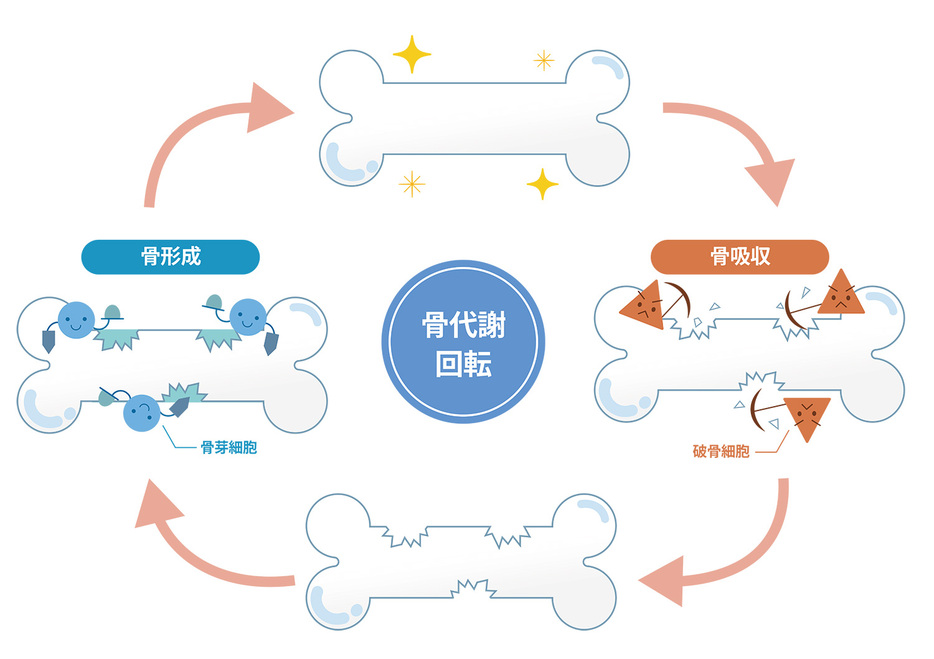 骨代謝の説明図